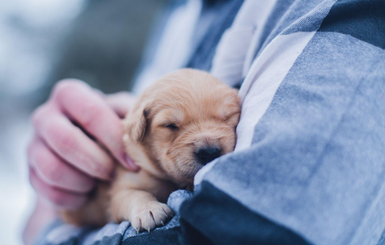 Caring for Our Furry Friends: The Importance of Emergency Vet, Vet Care, and Pet Tags