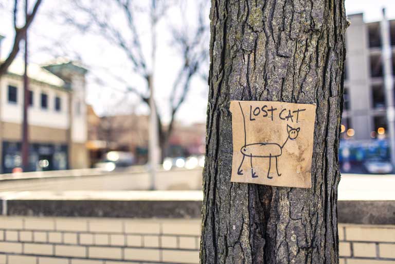 lost cat poster on a tree