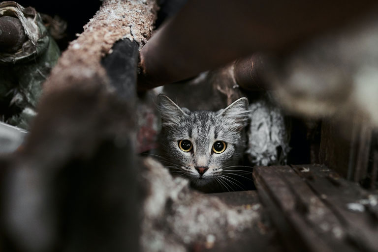 Pet Scams- Scared Lost Kitten