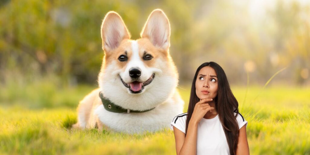 How to Determine a Dog’s Age Unraveling the Clues Hidden in Their Features