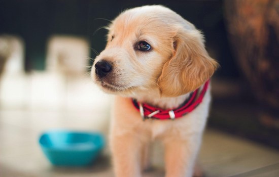 PET RESCUE: The Crisis of Abandoned and Neglected Pets