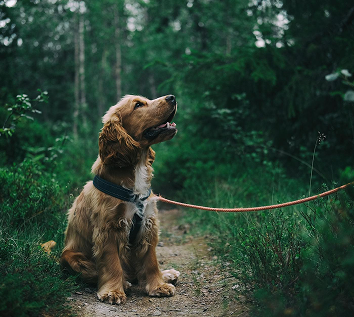 Lorem Ipsum Urna Sed Vel Orci At Placerat