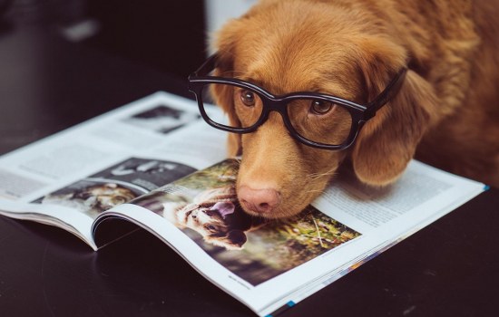 All About Pets: A Guide to Pet Knowledge