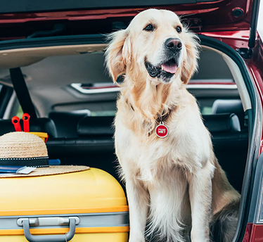 Pet Tags