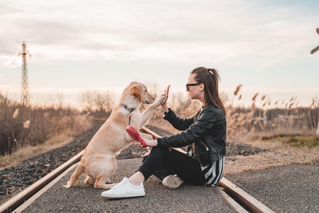 FOUND ME – Reuniting Lost Pets with Their Families