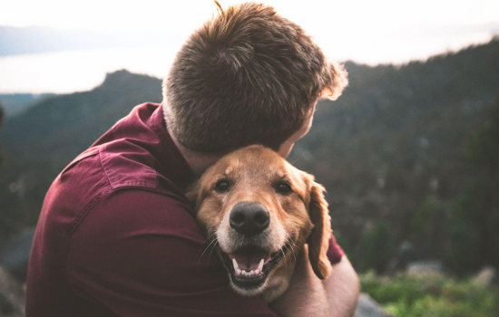 Living with an Aging Dog: Nurturing Their Well-being with Dog Massage Therapy, Heart-Healthy Dog Food