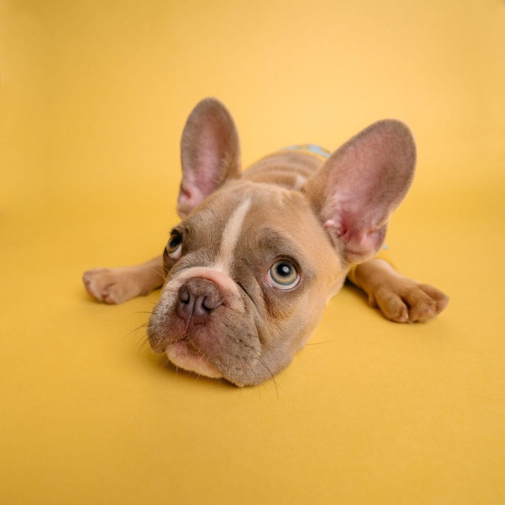 Mastering Dog Training Tips: From Potty Training to Clickers, Collars, and Whistles