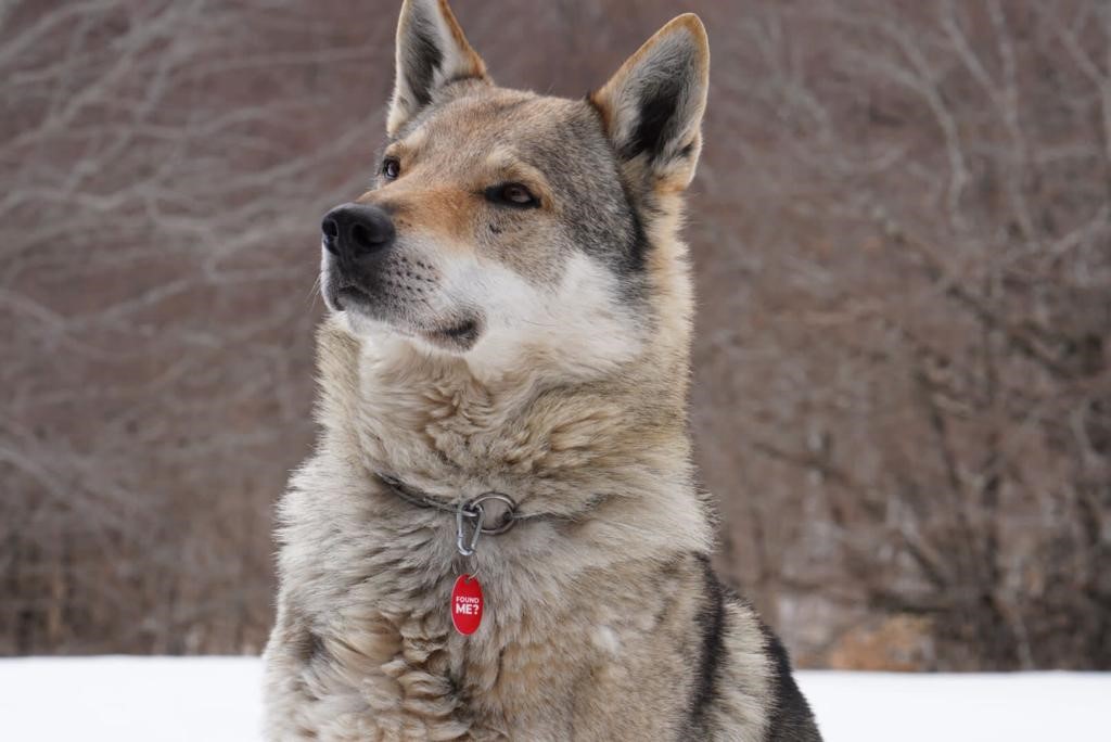 Exploring Pet Transport Cost: Traveling with Pets on Trains and Buses in the USA
